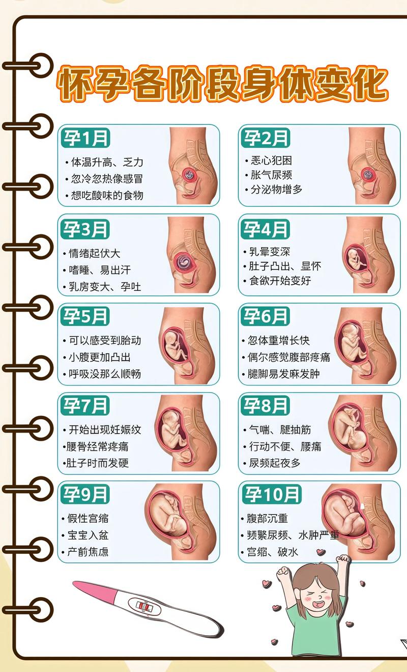揭秘供卵代孕妈妈怀孕小腹分两节，孕期变化的奥秘巫溪代生机构:
